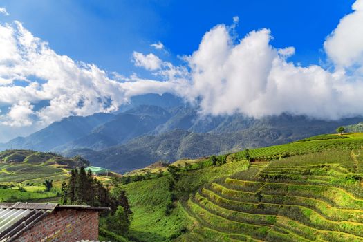 Vietnam mountain landscapes Rice fields on terraced