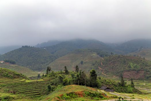 Rice field terraces. Mountain view in the clouds. Sapa, Lao Cai Province, north-west Vietnam.