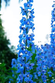 Summer gardening. Nice blue flower on high steam against sky