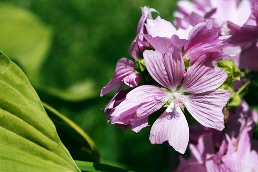 Summer gardening. Nice pink flower on high steam against nature background