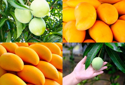 Set of four background fresh yellow and green mangoes collection. 

