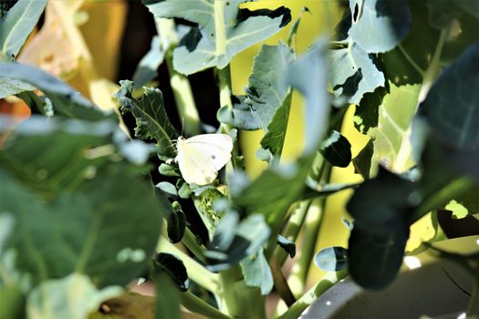 One cabbage white butterfly on a cabbage leaf