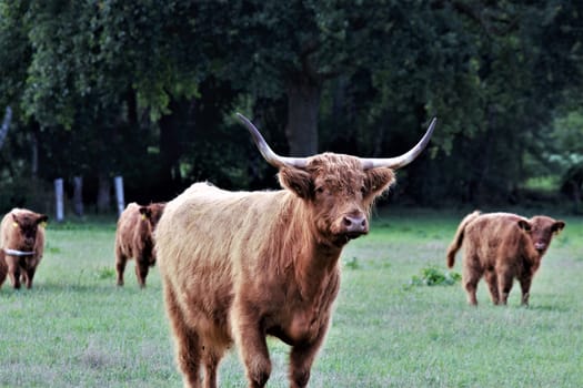An adult gallowy cow on the pasture