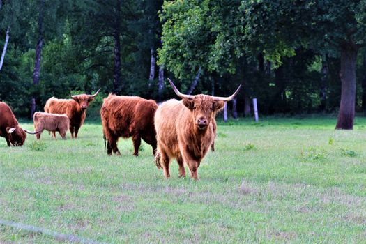 An adult gallowy cow on the pasture