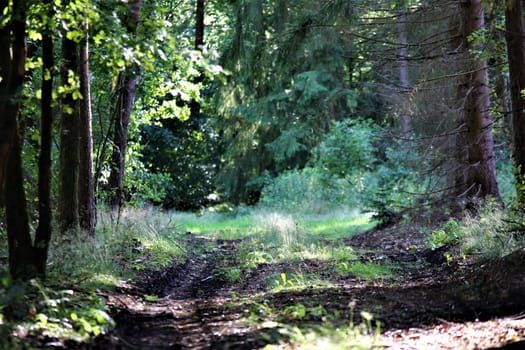 A natural path in the forest with grass on the median