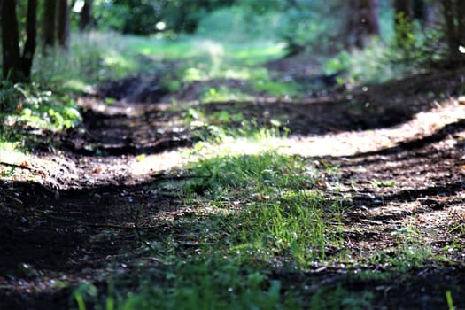 A natural path in the forest with grass on the median