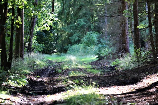 A natural path in the forest with grass on the median