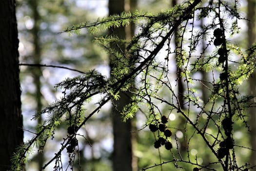 Spruce branch with cones in the back light in the forest