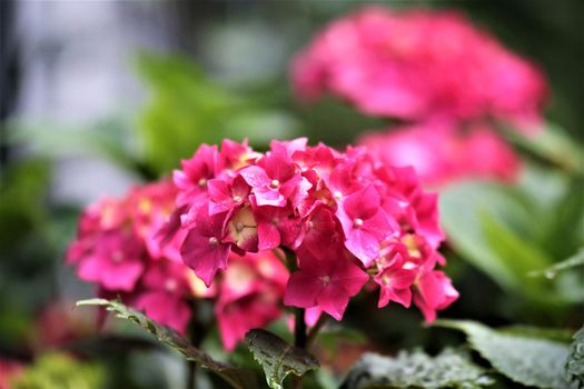 pink hydrangeas in bloom as a clos up