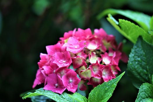 One pink hydrangeas bloom wet from the rain