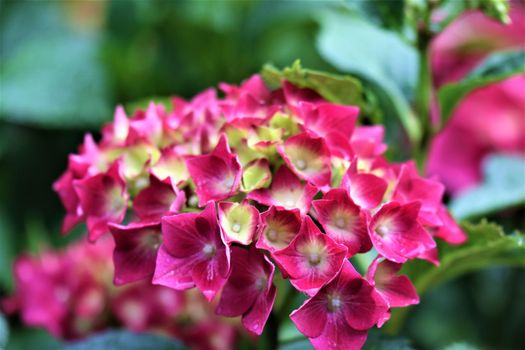 pink hydrangeas in bloom as a clos up