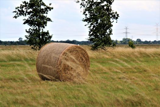 One round bale of hay on the meadow and trees in the background