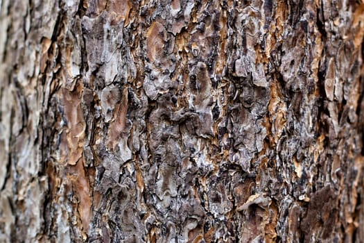 Close up of the bark of a tree