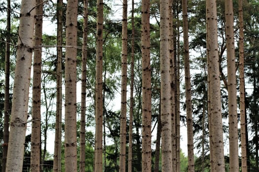 Tall bare pines in the forest