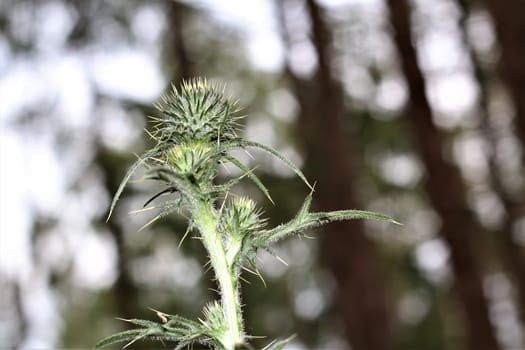 Cirsium vulgare - a common thistle in the forest with blurry background in the sunlight