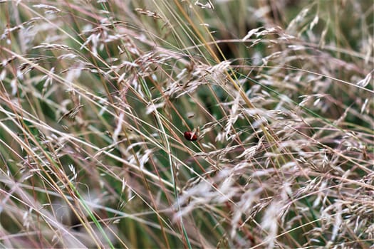 Red ladybug in high dry yellow grass