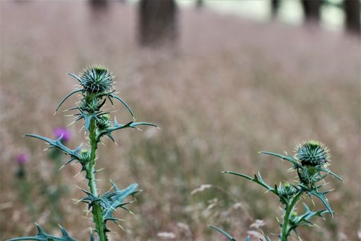 Cirsium vulgare - a common thistle in the forest with blurry background