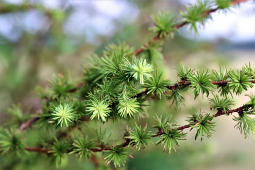 Spruce needles on the branch as a close up