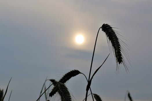 Close-up of an ear of rye in front of evening sky with sun