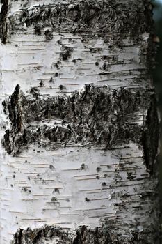 Birch trunk as a close up