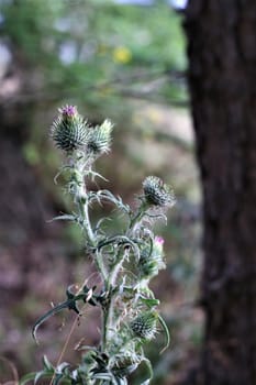 Cirsium vulgare - a common thistle in the forest with blurry background
