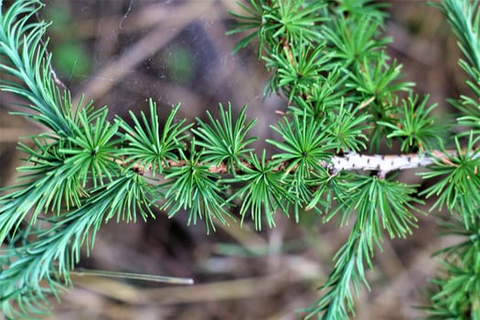Spruce needles on the branch as a close up