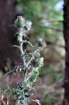 Cirsium vulgare - a common thistle in the forest with blurry background