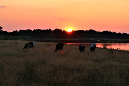 A great sunset with a lake view ,cows in the foreground and bushes and trees in the background