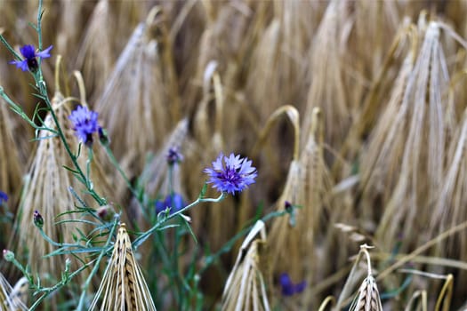 blue cornflowers between cereals in the field