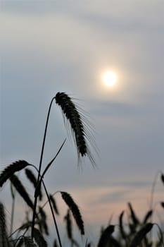 Close-up of an ear of rye in front of evening sky with sun