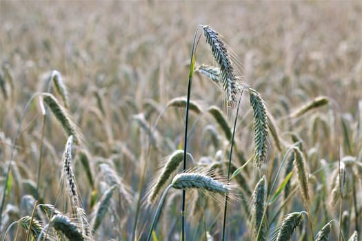 Close up of a grain field with ears of rye in the foreground
