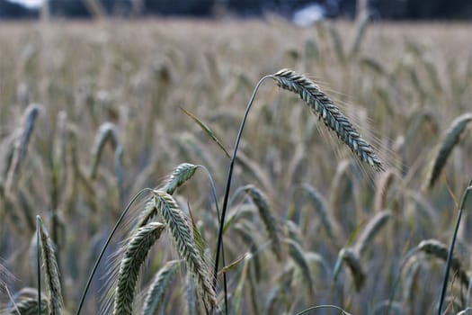 Close up of a grain field with rye