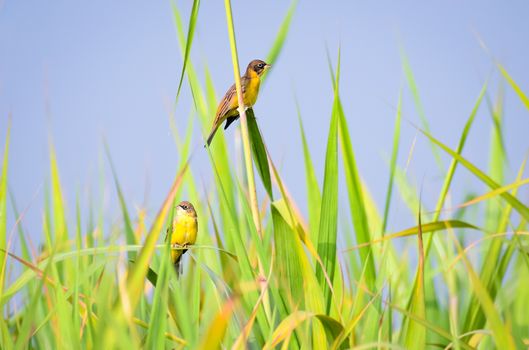The black-headed bunting is a passerine bird in the bunting family Emberizidae. It breeds in south-east Europe east to Iran and migrates in winter mainly to India