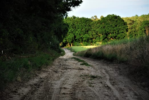 Sandy path between forest and corn field