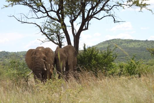 Two african elephants in the savannah