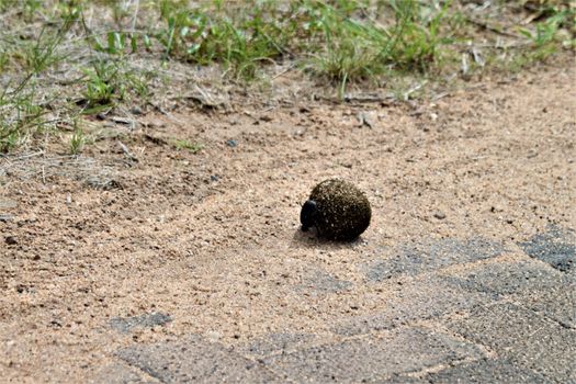 One dung beetle rolls a dung ball on the road