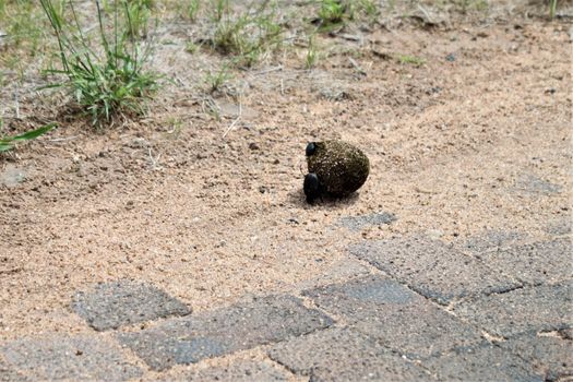 Two dung beetles are rolling a dung ball across the road