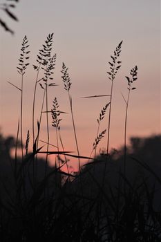 Long grasses against a beautyful red colored sky