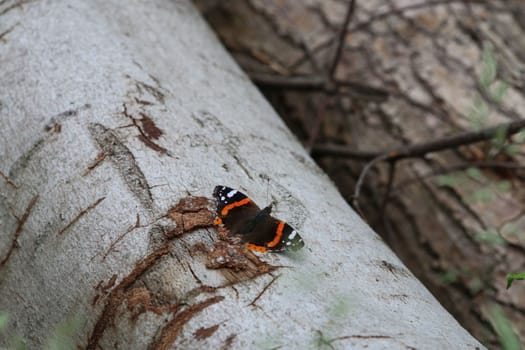 An admiral butterfly on a white birch trunk