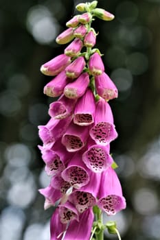 A close up of a pink foxglove in the forest against a dark background