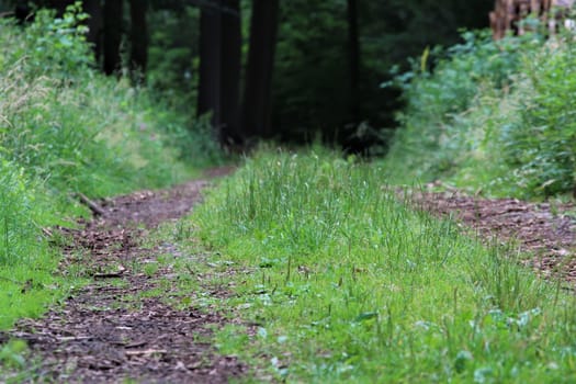 A natural path in the forest with grass on the median