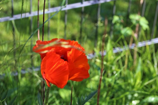 A red poppy flower against a green background in front of a fence