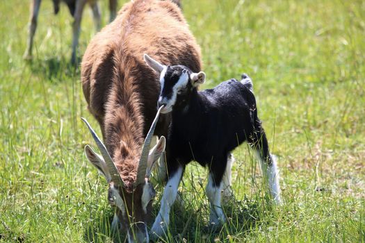 A brown goat and her black kid on the meadow