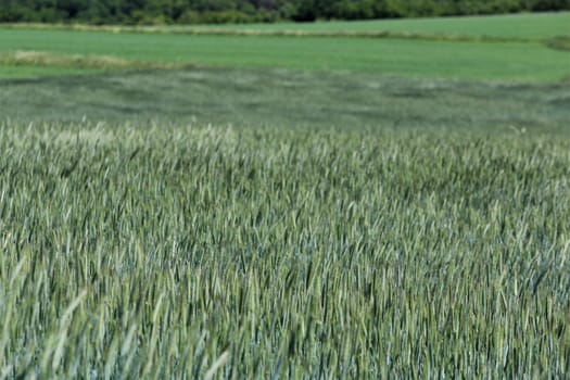 A green grain field as a close up