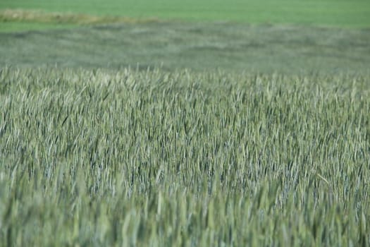 A green grain field as a close up