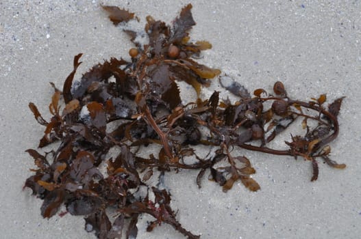 Seaweed or kelp on the sandy beach