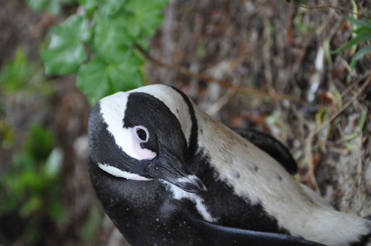 A portrait of a penguin near Capetown on a rainy day