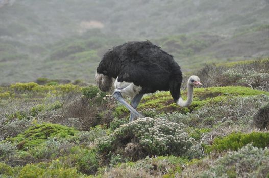 A male ostrich walking around side view
