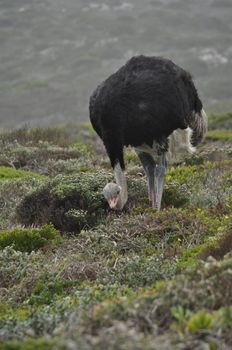 Ostrich in South Africa near Cape town in his natural environment looking for some food