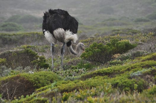 The rear view of an ostrich